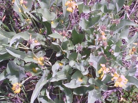 arrowleaf balsamroot regular